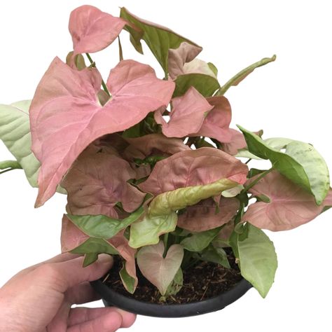 Syngonium Neon Robusta Care & Maturity - Summerland Gardens Syngonium Neon Robusta, Pink Syngonium Care, Carnivorous Plants Care, Arrowhead Vine, Syngonium Podophyllum, Small Planters, Orchid Bark, Air Plants Care, Plant Care Houseplant