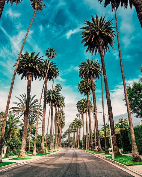 R Y A N   W A R N E R on Instagram: “If you’ve ever visited California I guarantee you’ve seen views like this before. Beverly Hills known for it’s occasional celebrities…” Los Angeles Wallpaper, Palm Tree Pictures, California Palm Trees, Visit California, Iphone Wallpaper Photos, Tree Wallpaper, California Dreaming, Cool Landscapes, California Travel