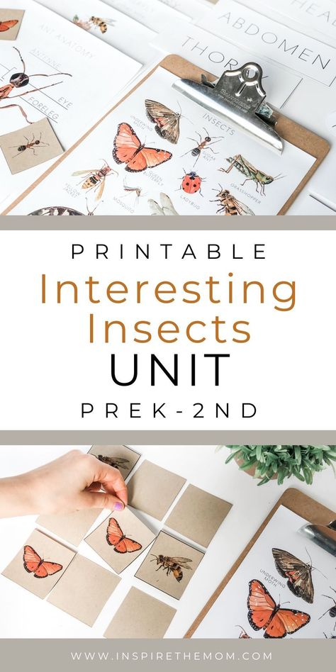 Looking to learn about bugs? check out this Interesting Insect Unit Nature Study for Prek - 2nd grade. #Spring Unit #Montessori #Charlotte Mason #Summer Unit #Bug unit, #Insect activities #insect unit #science #homeschool printable #science unit #science activities #nature activities Insect Unit Study, Bug Activities, Insect Unit, Summer Homeschool, Bugs Preschool, Classroom Homeschool, Unit Studies Homeschool, Insect Activities, Montessori Diy