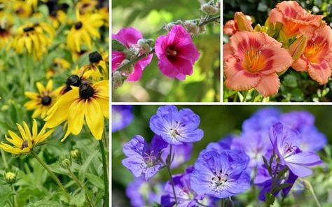 10 Awesome Kansas Perennials (Photos & Growing Tips) - Garden Lovers Club Kansas Perennials, Red Perennials, Geranium Sanguineum, Cranesbill Geranium, Hardy Hibiscus, Hardy Geranium, State Of Kansas, Growing Peonies, Hardiness Zones