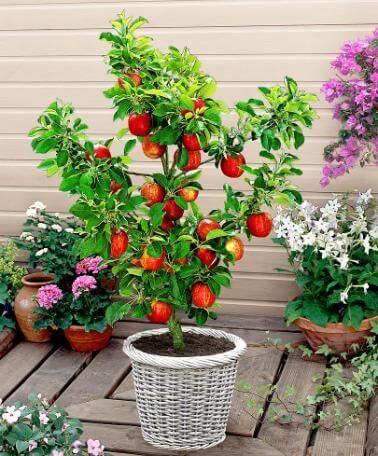 Today you'll learn how to grow apple trees in pots and grow the most delicious apples you've ever had! Simple instructions anyone can follow! Apple Tree From Seed, Potted Fruit Trees, Growing Fruit Trees, Jerry Garcia, Citrus Trees, Tree Seeds, Potted Trees, Garden Centre, Growing Fruit