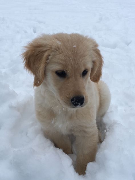 Pandora Lovegood, Golden Doodles, Golden Puppy, Very Cute Dogs, Adorable Puppies, Cute Dog Pictures, Golden Retriever Puppy, Baby Dogs, Dog Person