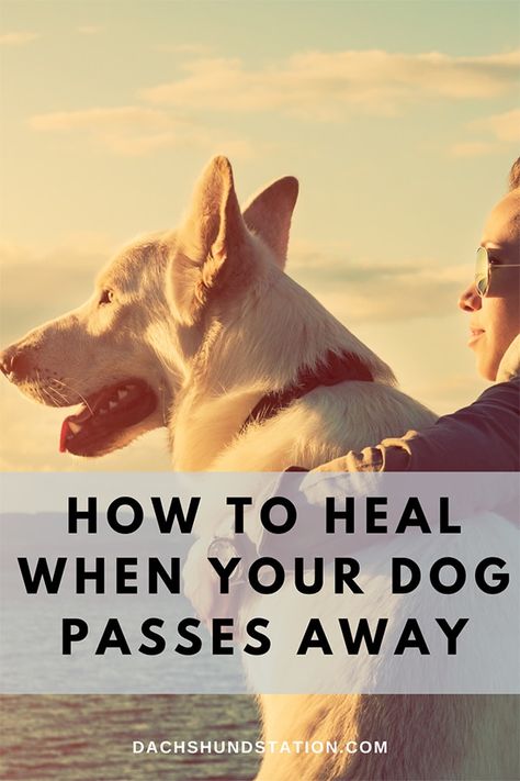 Ways To Memorialize A Dog, Losing Your Dog, The Loss Of A Dog, Loss Of A Dog, Pet Loss Dog, Puppy Dog Pictures, Miss My Dog, Time To Heal, Colorful Hairstyles