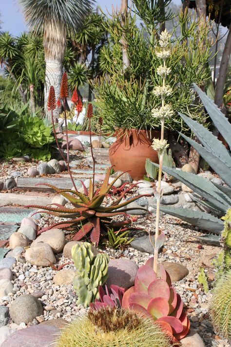 How to Combine Beautiful Mexican Garden Design style with Xeric landscaping | PITH + VIGOR by Rochelle Greayer Mexican Courtyard, Mexican Garden, Outdoor Living Ideas, Architectural Plants, Garden Paradise, Laguna Beach California, Dry Garden, Desert Garden, Plants Garden