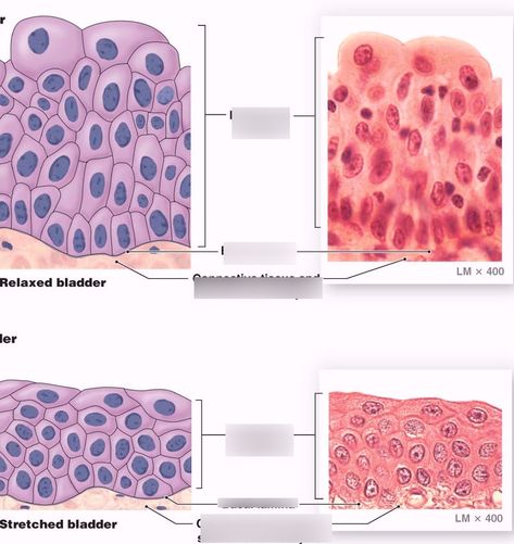 Transitional Epithelium Diagram | Quizlet Transitional Epithelium, Stratified Squamous Epithelium, Medical Infographic, Human Biology, Start Studying, Learn Vocabulary, Science Notes, Western Music, Medical Laboratory