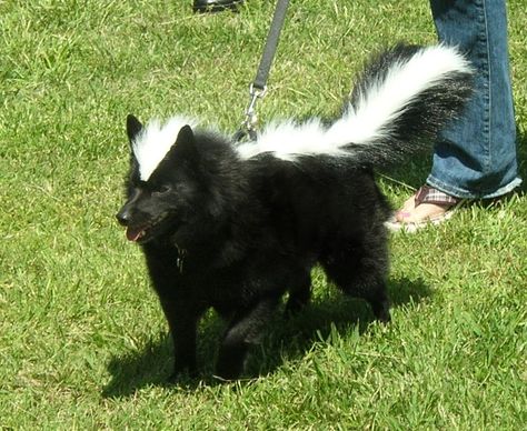 Dog costume...lol. Dog Skunk Costume, Matching Dog And Owner Costumes, Skunk Halloween Costume, Dog Skunk, Skunk Halloween, Starbucks Halloween Costume, Diy Pet Costumes, Skunk Costume, Skunk Spray