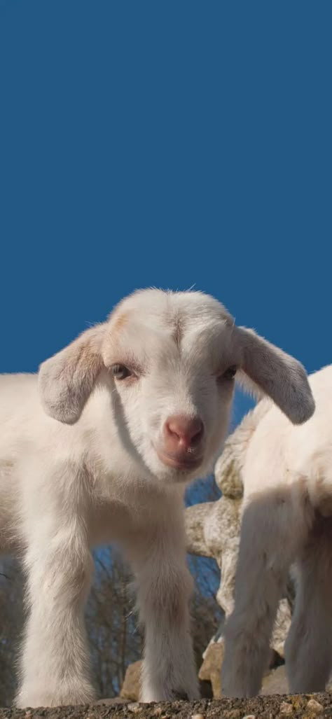 G.o.a.t Wallpaper, Bakra Eid, Cute Goats, Farm Baby, Animated Wallpapers For Mobile, Cute Images With Quotes, Cute Sheep, Trending Pins, Baby Goats