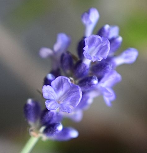 Lavender Close Up, Lavender Blossom, Lavender Leaves, Macro Photography Flowers, Photo Macro, Flowers Lavender, Strange Flowers, Lavender Haze, Tattoo Zeichnungen