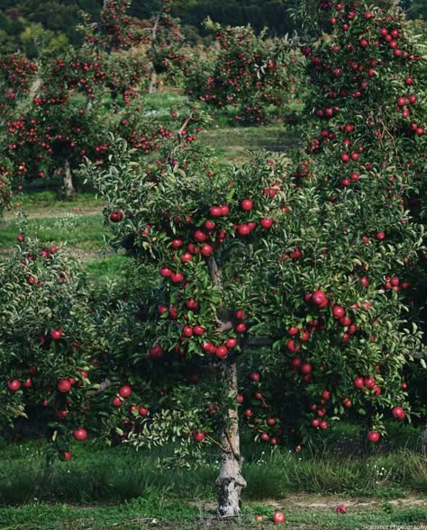 Apple Garden, Turkey Hill, Fruits Plants, Cider Mill, Laptop Wallpaper Desktop Wallpapers, Penguin Art, Fruit Plants, Fruit Garden, Landscaping Plants