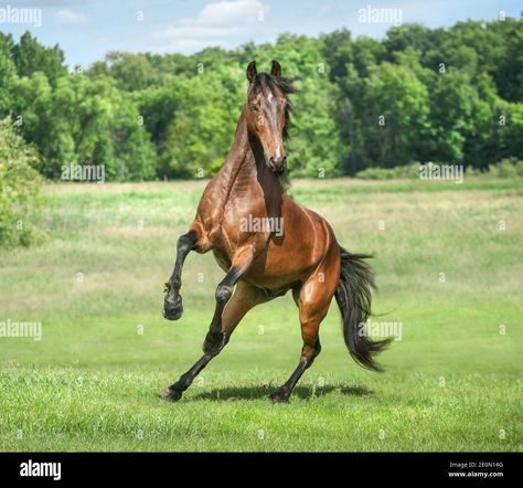 Thoroughbred Horse Photography, Kathiyawadi Horse, Morgan Horses, Horse Poses, Horse Running, Morgan Horse, Horse Inspiration, Bay Horse, Thoroughbred Horse