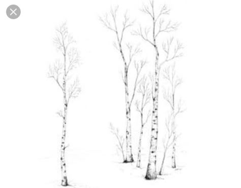 Birch Tattoo, Trees Tattoos, Aspen Trees Tattoo, Scorpio Tattoo Ideas, Commercial Background, Birch Tree Tattoos, Tree Silhouette Tattoo, Trees Tattoo, How To Draw Realistic