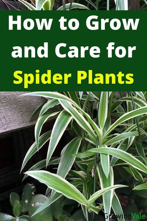 Spider Plants Houseplants For Beginners, Spider Plant Care, Spider Plant Babies, Airplane Plant, Best Houseplants, Chlorophytum Comosum, Tall Indoor Plants, Minimal Plant, Plant Care Houseplant