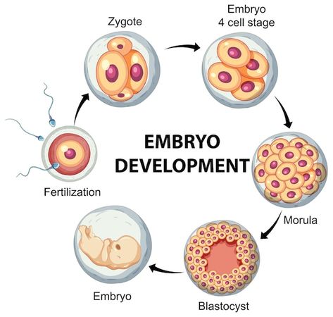 Free vector human embryonic development ... | Free Vector #Freepik #freevector #body #ovum #embryo #science-cartoon Human Embryo Development, Embryo Development Stages, Embryology Art, Embryo Development, Biology Jokes, Human Life Cycle, Skin Anatomy, Embryonic Development, Pregnancy Facts