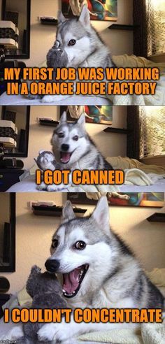 Bad Pun Dog | MY FIR Bad Pun Dog | MY FIRST JOB WAS WORKING IN A ORANGE JUICE FACTORY I GOT CANNED I COULDN'T CONCENTRATE | image tagged in memesbad pun dog | made w/ Imgflip meme maker Bad Pun Dog, Funny Work Memes, Funny Baby Jokes, Funny Dog Jokes, Dog Puns, Dog Jokes, Funny Memes About Girls, Cutest Puppy, Work Quotes Funny