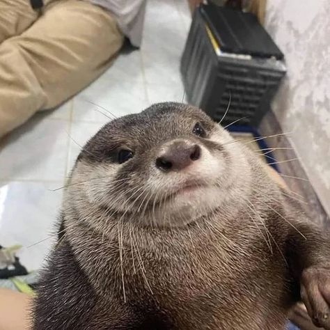 15 Adorable Critters Who Are Truly Otter This World Otters Funny, Otters Cute, Baby Otters, The Trunk, Sea Otter, Cute Animals Images, Silly Animals, Cute Animal Photos, Cute Animal Pictures