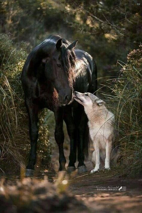 Horse and dog Most Beautiful Horses, Animals Friendship, Horses And Dogs, Cute Horses, Wolf Dog, Horse Life, Black Horse, Pretty Horses, Horse Photography