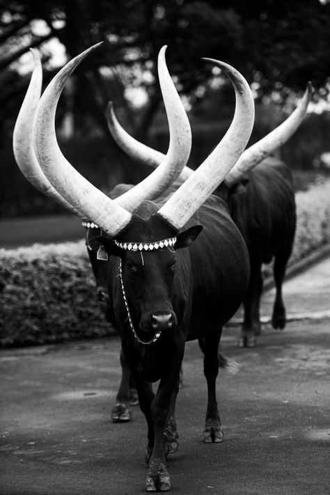 Ankole Cows, Rwandese Wedding, Rwanda Culture, Rwandan Culture, Ankole Cow, Savannah Africa, Breeds Of Cows, Colorful Animal Paintings, Cow Photography