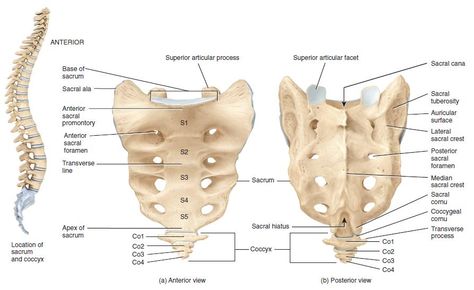 The sacrum is the terminal portion of the vertebral column.It is formed by the fusion of the five progressively smaller sacral vertebrae which is triangular in outline and curved with the concavity toward the pelvis. Structure of the sacrum The body of S1 is large and wide. it has anterior projection called the sacral promontory. Laterally, to the body is the ala of the sacrum on each side consisting of fused costal elements and transverse processes. It articulates with the ilium forming ... Appendicular Skeleton, Anatomi Dan Fisiologi, Cancellous Bone, Skeletal System Anatomy, Skeleton System, Anatomy Bones, Forensic Anthropology, Craniosacral Therapy, Anatomy Medical