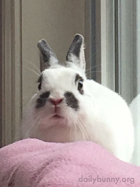 Happy Bunday! Thanks, Julie and bunny Daryl! Julie says that "Daryl sitting in her favorite spot by the window." Scared Bunny, Daily Bunny, Sweet Images, Baby Buns, Sentient Beings, Bunny Images, Bun Bun, Bunny Bunny