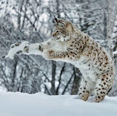 ♔ Le Lynx Lynx Kitten, Lynx Cat, Canada Lynx, Eurasian Lynx, Cat Species, Playing In The Snow, Exotic Cats, Pretty Animals, Animal References