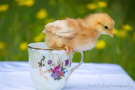 Baby chicken photos Chicken Photos, Baby Chicken, Baby Chickens, Photo Shoot, Chicken