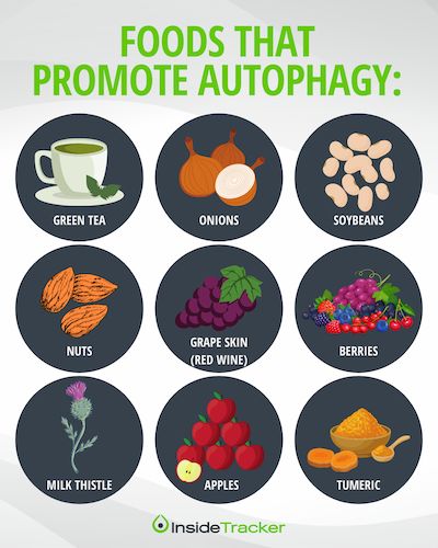 Autophagy: What You Should Know Before Starting Your Fast What Is Autophagy, Fasting Diet Plan, Caveman Diet, Calorie Restriction, 24 Hour Fast, Eating Schedule, Abnormal Cells, Intermittent Fasting Diet, Healthier Food