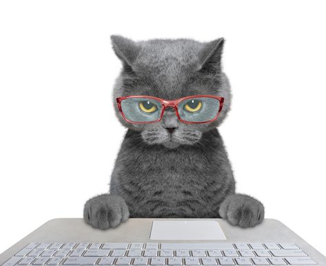 Is your business harnessing the power of Social Media? | Ditzy Media Morning Cats Funny, Good Morning Cats Funny, Good Morning Cats, Social Media Audit, Love Kittens, Using Phone, Animal Funny, Online Digital Marketing, Pet Animals