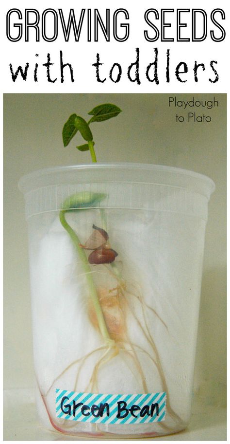 Kids' Science | Great tips for gowing seeds with toddlers. {Playdough to Plato} Science For Toddlers, Plant Activities, Spring Preschool, Preschool Science, Spring Activities, Growing Seeds, Green Bean, Gardening For Kids, Science For Kids