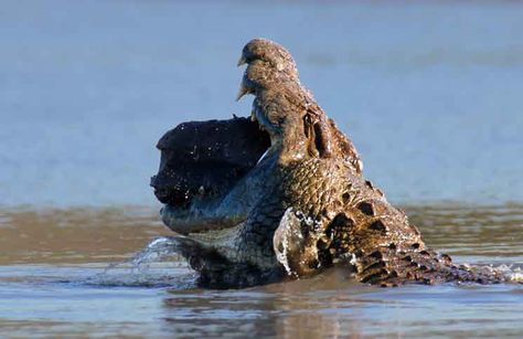 The question should not be what does a crocodile eat. The question should instead be what a crocodile doesn’t eat, because it includes almost everything... Crocodile Eating, Nile Crocodile, Saltwater Crocodile, Small Elephant, Crocodiles, Large Animals, Zebras, The Question, Bald Eagle