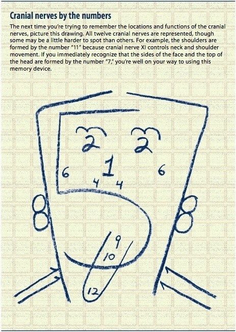 Cranial Nerves by the Numbers - Imgur Pa School, Cranial Nerves, Nurse Rock, Nursing School Tips, Nursing Tips, School Survival, Nursing Study, Nursing Education, Nursing Notes