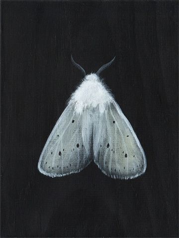 'Agreeable Tiger Moth' by Amy Ruppel Moth Art Illustration, Dark Fairy Art, Moths Aesthetic, Moths Art, White Moth, Moth Illustration, Tiger Moth, Moth Art, Moth Tattoo