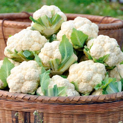 Planting Cauliflower, Braiding Garlic, Herb Planting, Growing Cauliflower, Cauliflower Plant, Cauliflowers, Yard Inspiration, Growing Garden, Winter Vegetables Gardening