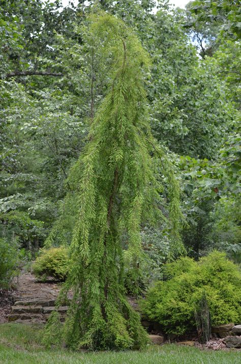 Bald Cypress Tree, Living Sculpture, Falling Waters, Cascade Falls, Bald Cypress, Zen Garden Design, Tree Growing, Weeping Willow, Cypress Trees