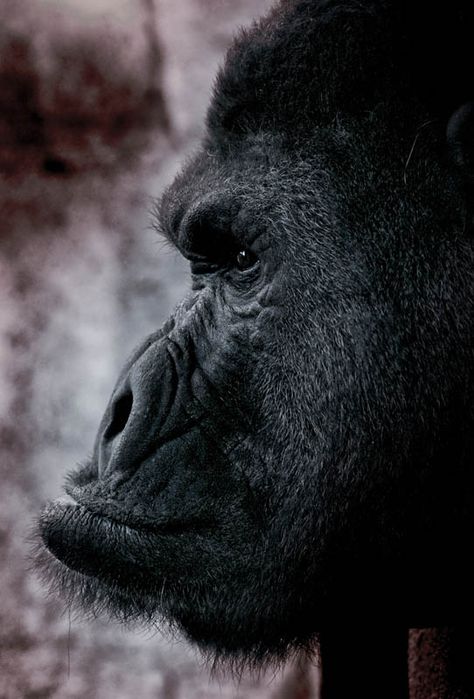 side profile of gorilla Gorilla Side Profile, Optimus Primal, Affenpinscher Dog, Silverback Gorilla, Ape Monkey, Wild Lion, Mountain Gorilla, Great Ape, Side Profile