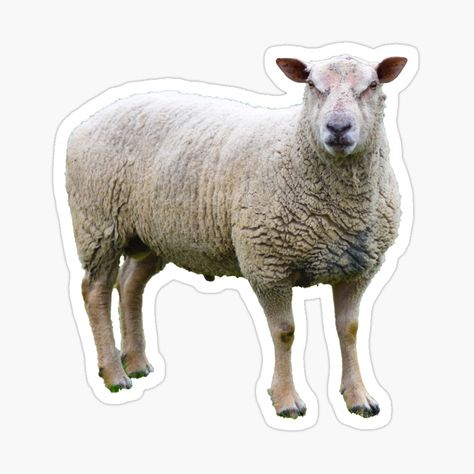 Get my art printed on awesome products. Support me at Redbubble #RBandME: https://www.redbubble.com/i/sticker/Angry-Sheep-by-vuilwerk/73241109.JCQM3?asc=u Sheep Sticker, Cow Stickers, Redbubble Stickers, Glossier Stickers, Art Inspo, Sheep, My Art, Hobbies, Awesome Products