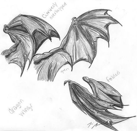 Folded Dragon Wings, Dragon Wings Art, Wing Poses, Wings Dragon, Wings Folded, Dragon Anatomy, Dragon Wing, Hybrid Art, Wings Drawing