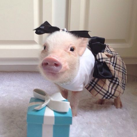 Mini pig wearing plaid outfit with bows Micro Pigs, Teacup Pigs, Cute Piglets, Mini Pigs, Cute Piggies, Pet Pigs, Baby Pigs, Animal Pics