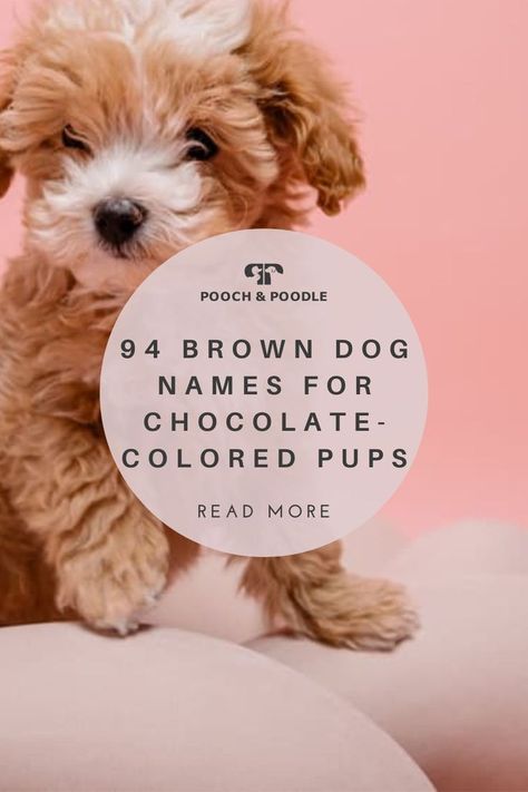 When naming a dog, their coat is always a great place to look for inspiration. While you still have much to learn about your new friend’s personality and preferences, you already know the color of their favorite (and, er, only) outfit. White dogs have plenty of names to choose from. But, If your best bud is brunette, fur-forward names are also plentiful. From candy-coated classics to nature-inspired namesakes, here are some of the most colorful brown dog names for pups of all shades and sizes. Dog Names For Brown Dogs, Puppy Girl Names, Puppy Names Unique, Boy Puppy Names, Brown Dog Names, Girl Dog Names Unique, Puppies Names Female, Black Dog Names, Goldendoodle Names