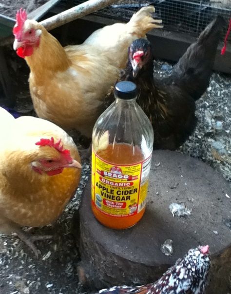 Apple Cider Vinegar and Garlic: Two of the best and natural essentials to keep your flock healthy... Feed Chickens, Chicken Health, Raising Backyard Chickens, Keeping Chickens, Free Range Chickens, Building A Chicken Coop, Chicken Coop Plans, Backyard Chicken Coops, Chicken Feed