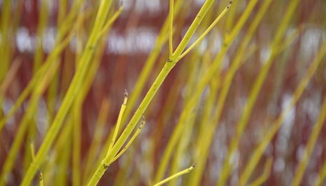 Yellow Twig Dogwood | Shrub Overview & Full Growing Guide - Rennie Orchards Yellow Twig Dogwood Shrubs, Variegated Dogwood Shrubs, Artic Fire Red Twig Dogwood, Roughleaf Dogwood, Dogwood Shrub, Yellow Twig Dogwood, Crepe Myrtle Trees, Red Twig Dogwood, Twig Dogwood