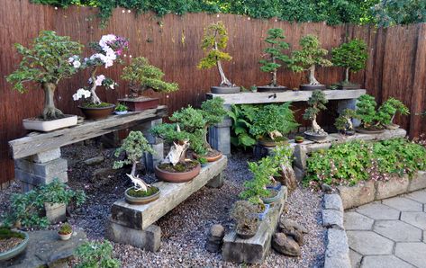 Bonsai Garden Ideas, Flowering Bonsai Tree, Bonsai Tree Types, Indoor Bonsai Tree, Minimalist Garden, Indoor Bonsai, Japanese Garden Design, Indoor Trees, Bonsai Art