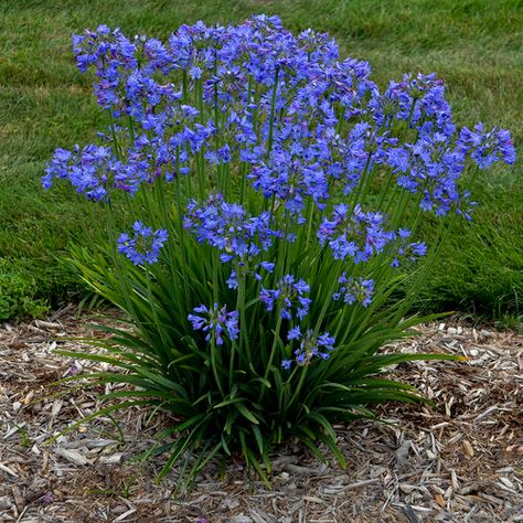 Little Galaxy - Lily of the Nile - Agapanthus hybrid | Proven Winners Agapanthus Plant, Lily Of The Nile, Drought Tolerant Perennials, Indigo Plant, Fine Gardening, Proven Winners, The Nile, Flowering Shrubs, Growing Seeds