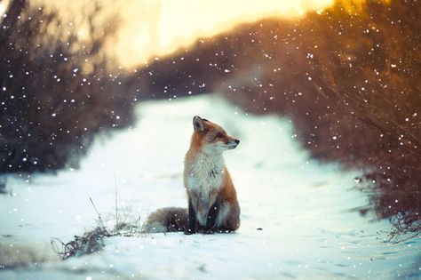 20 Magical Photos of Foxes During Winter Time. Fox In Snow, Fantastic Fox, Foxes Photography, Nature Tour, Bohol, Cute Fox, Red Fox, Nature Animals, 귀여운 동물