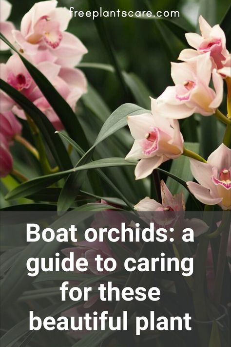 Boat orchids: a guide to caring for these beautiful plant Orchid Propagation, Orchid Varieties, Types Of Orchids, Plant Varieties, Rare Orchids, Lush Lawn, Growing Orchids, Exotic Orchids, Orchids Garden