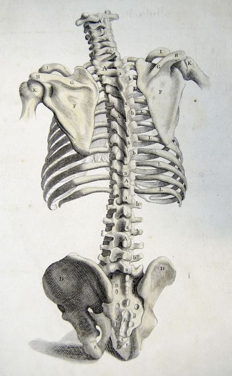 Rear view of the bones of the torso. Anatomy improv'd and illustrated with regard to the uses thereof in designing. (London: John Senex, 1723).  #spine #bones #bone #ribs #scapula #skeleton #medical #medicine #anatomy #illustration #drawing #vintage Skeleton Medical, Medicine Anatomy, Torso Anatomy, Anatomy Illustration, Anatomy Bones, Skeleton Anatomy, Drawing Vintage, Skeleton Drawings, Human Anatomy Drawing