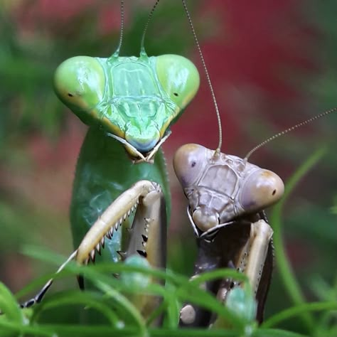 Spiny Flower Mantis, Prey Mantis, Mantis Marvel, Flower Mantis, Mantis Tattoo, Orchid Mantis, Tattoo Wallpaper, Me And Her, Animal T Shirt