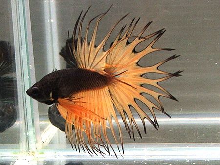 Stunning mustard and black crowntail Ikan Air Tawar, Betta Fish Types, Fish Keeping, Black Fish, Pretty Fish, Water Creatures, Salt Water Fish, Beta Fish, Cool Fish