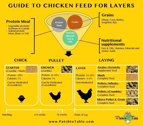 Chook House, Layer Feed, Ranch Living, Laying Chickens, Chicken Care, Chicken Manure, Layer Chicken, Raising Chicks, Types Of Chickens