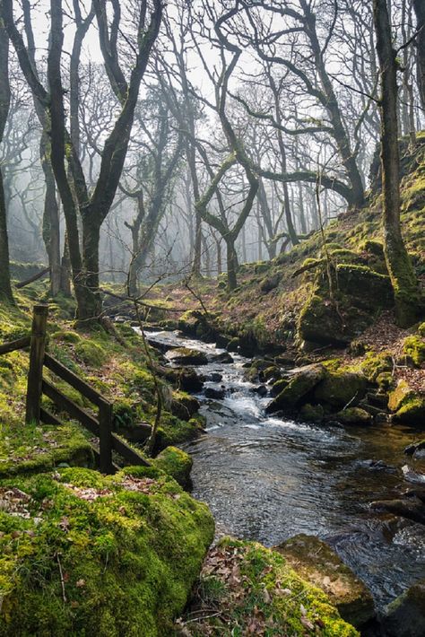 Forest Stream, Forest Path, Take Better Photos, Outdoor Wood, Nature Aesthetic, Nature Travel, Nature Pictures, Nature Photos, Nature Beauty