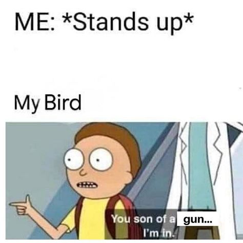 You son of a gun... I'm in! #parrotmemes #birdobsession #funnybirds Rick And Morty Quotes, Walmart Funny, Get Schwifty, Spongebob Funny, Funny Animal Quotes, Funniest Memes, Nerd Stuff, Funny Animal Memes, Wholesome Memes